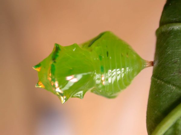 Greta alphesiboea pupa, KRW-160