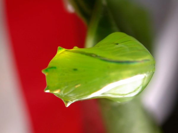 Greta alphesiboea pupa, KRW-160