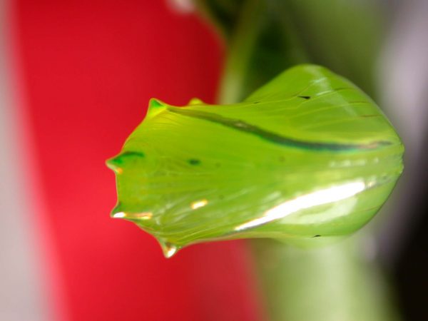 Greta alphesiboea pupa, KRW-160