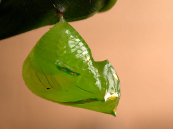 Greta alphesiboea pupa, KRW-160