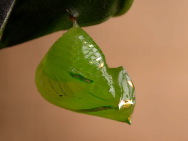 Greta alphesiboea pupa, KRW-160