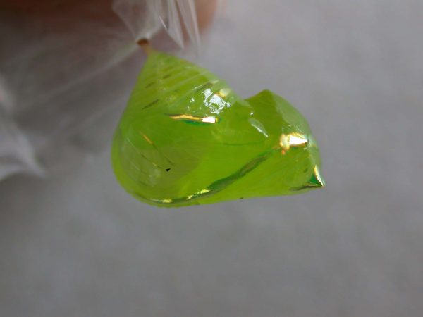 Greta alphesiboea pupa, KRW-31