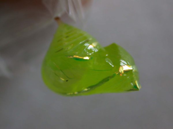 Greta alphesiboea pupa, KRW-31