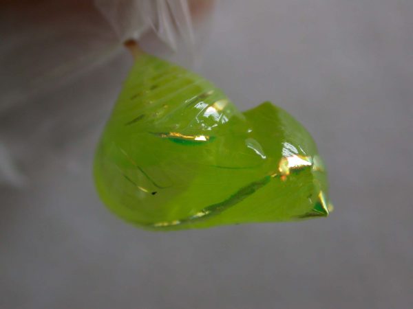 Greta alphesiboea pupa, KRW-31