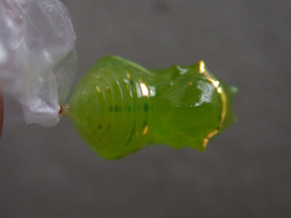 Greta alphesiboea pupa, KRW-31