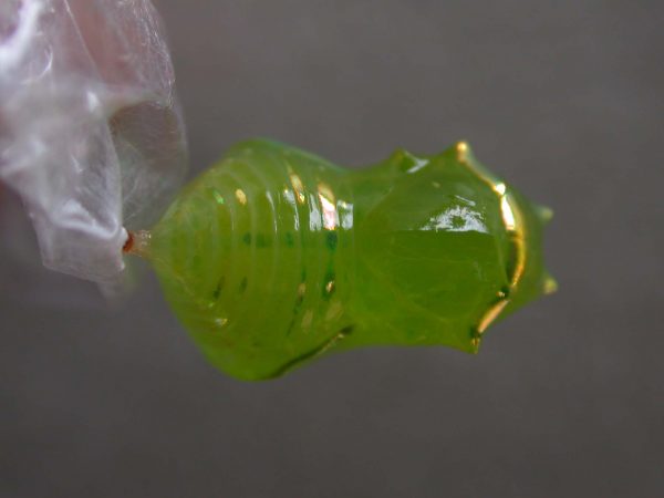 Greta alphesiboea pupa, KRW-31