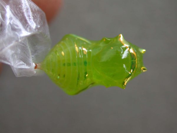 Greta alphesiboea pupa, KRW-31