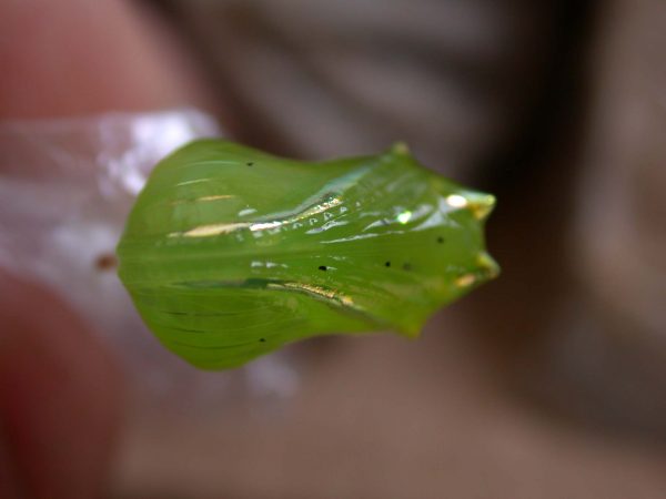 Greta alphesiboea pupa, KRW-31