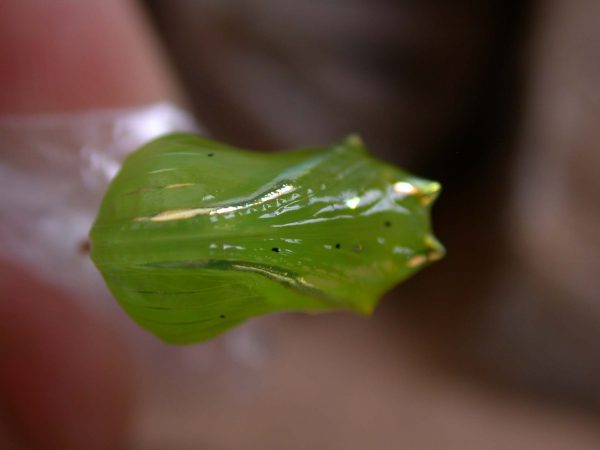 Greta alphesiboea pupa, KRW-31