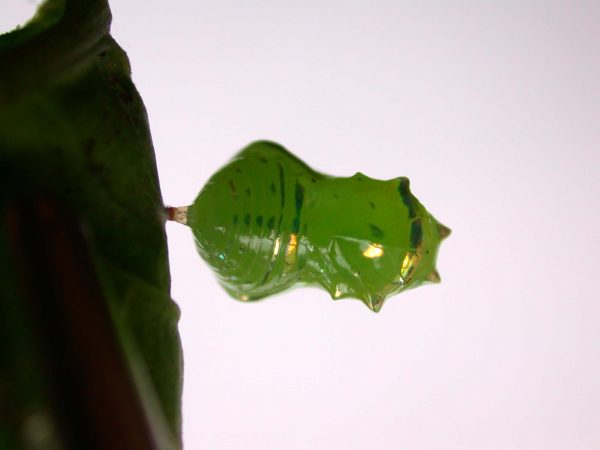 Greta alphesiboea pupa, KRW-60-1