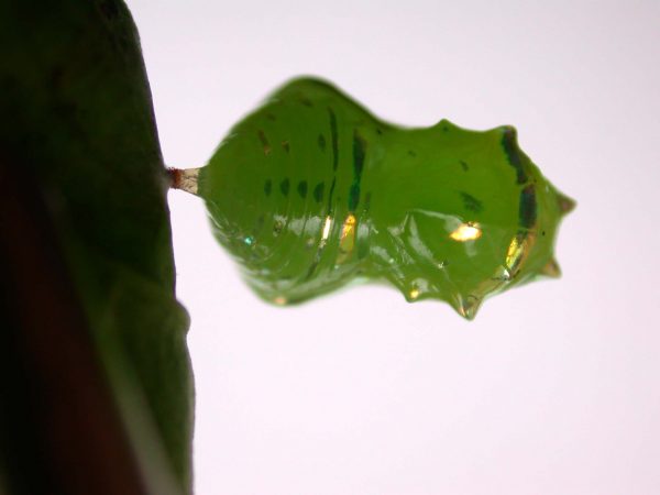 Greta alphesiboea pupa, KRW-60-1