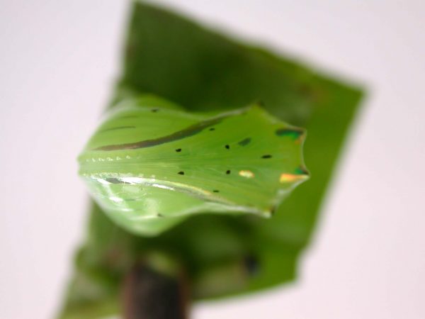 Greta alphesiboea pupa, KRW-60-1