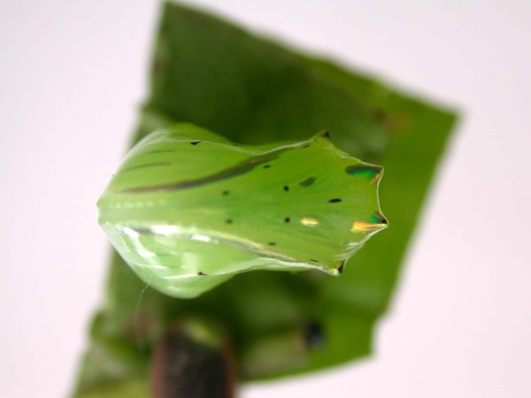 Greta alphesiboea pupa, KRW-60-1