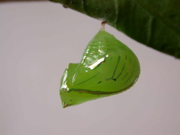 Greta alphesiboea pupa, KRW-60-1