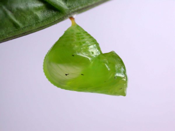 Greta alphesiboea pupa, KRW-60-1