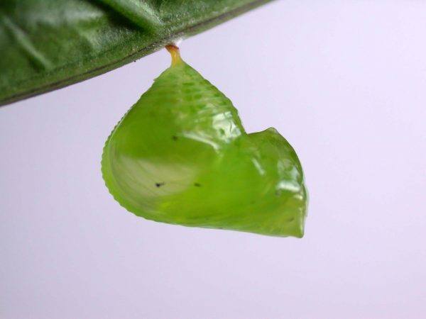 Greta alphesiboea pupa, KRW-60-1