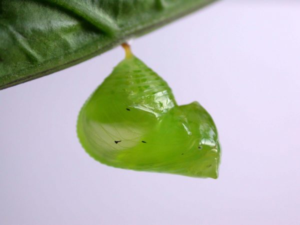 Greta alphesiboea pupa, KRW-60-1