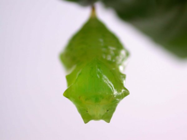 Greta alphesiboea pupa, KRW-60-1