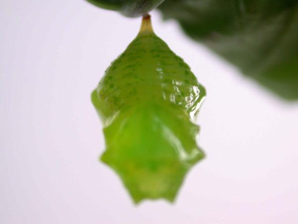 Greta alphesiboea pupa, KRW-60-1