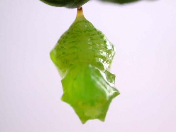 Greta alphesiboea pupa, KRW-60-1
