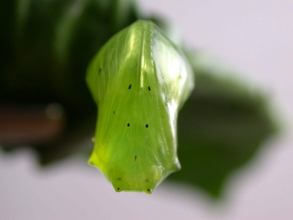 Greta alphesiboea pupa, KRW-60-1