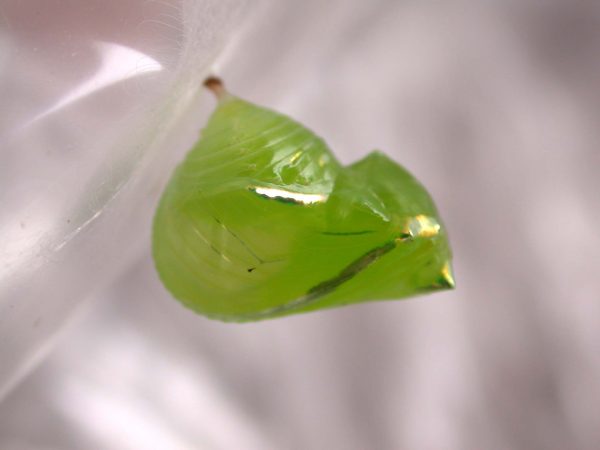 Greta alphesiboea pupa, KRW-61