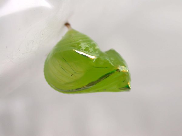 Greta alphesiboea pupa, KRW-61