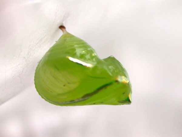 Greta alphesiboea pupa, KRW-61