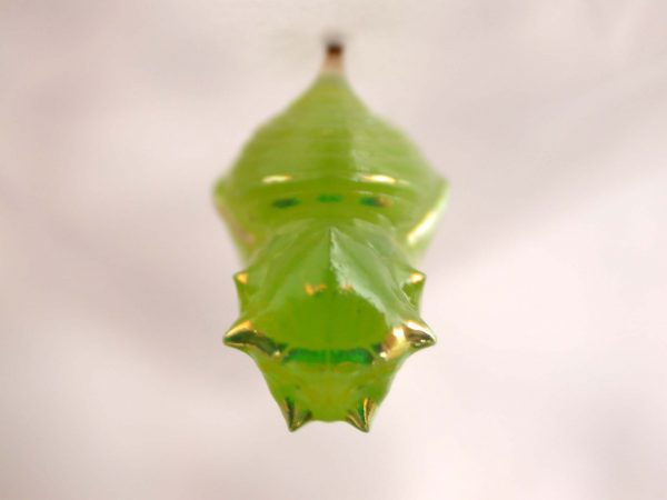 Greta alphesiboea pupa, KRW-61