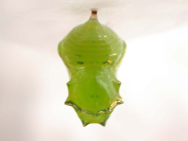 Greta alphesiboea pupa, KRW-61