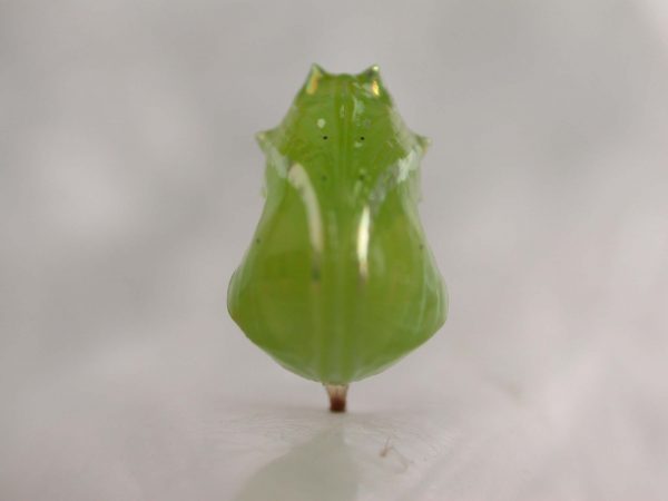 Greta alphesiboea pupa, KRW-61