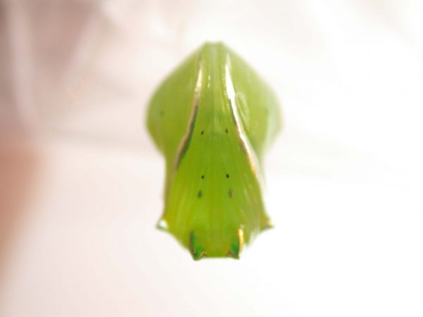 Greta alphesiboea pupa, KRW-61