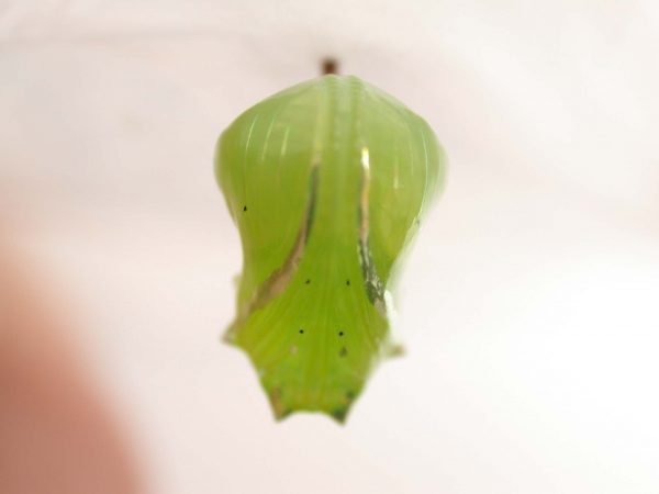 Greta alphesiboea pupa, KRW-61
