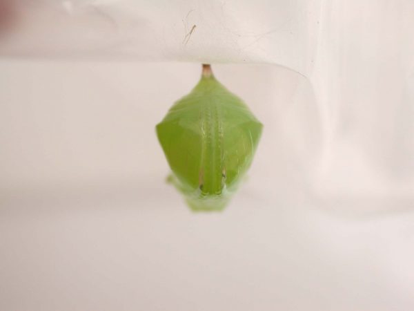 Greta alphesiboea pupa, KRW-61