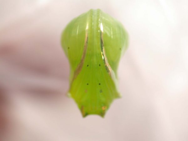 Greta alphesiboea pupa, KRW-61