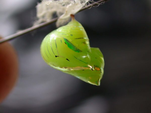 Greta alphesiboea pupa, KRW-62-2