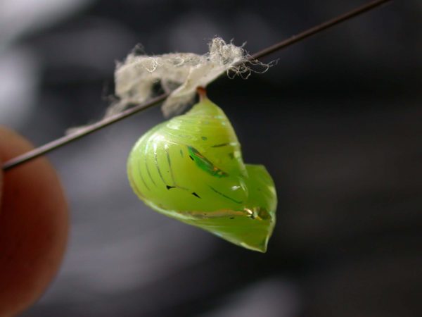 Greta alphesiboea pupa, KRW-62-2