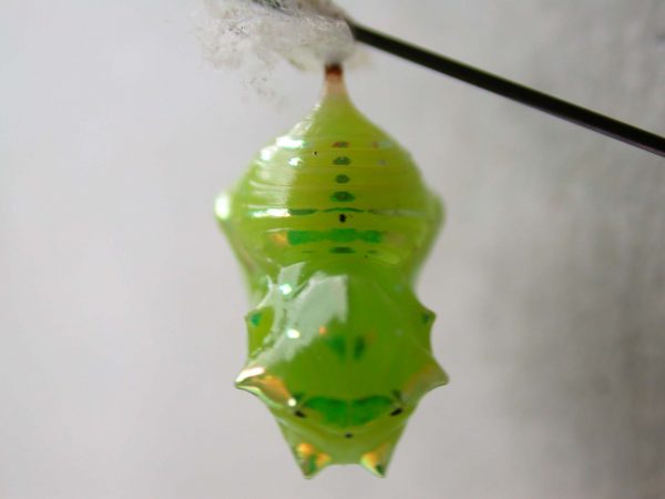 Greta alphesiboea pupa, KRW-62-2