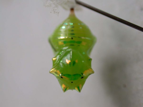 Greta alphesiboea pupa, KRW-62-2