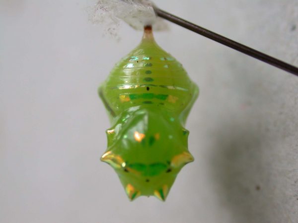 Greta alphesiboea pupa, KRW-62-2