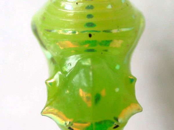 Greta alphesiboea pupa, KRW-62-2