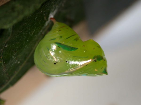 Greta alphesiboea pupa, KRW-62-2