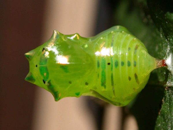 Greta alphesiboea pupa, KRW-62-2