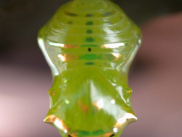 Greta alphesiboea pupa, KRW-62-2