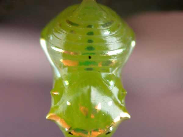 Greta alphesiboea pupa, KRW-62-2