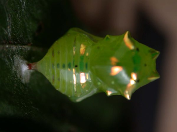 Greta alphesiboea pupa, KRW-62-2