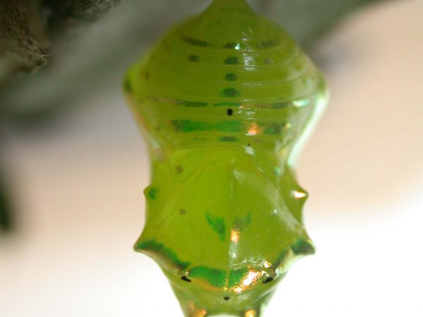 Greta alphesiboea pupa, KRW-62-2