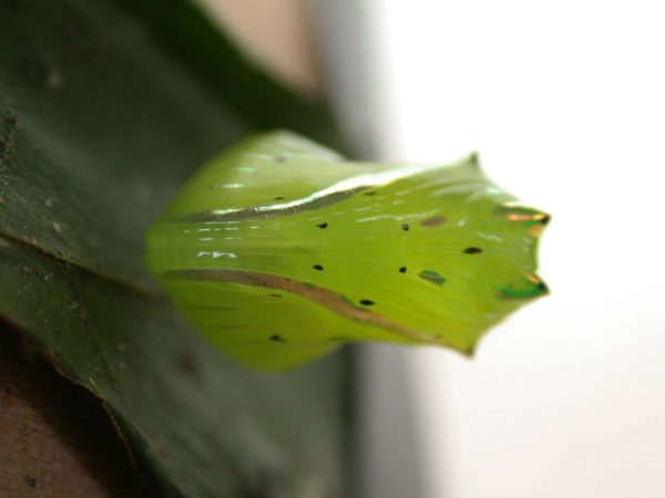 Greta alphesiboea pupa, KRW-62-2