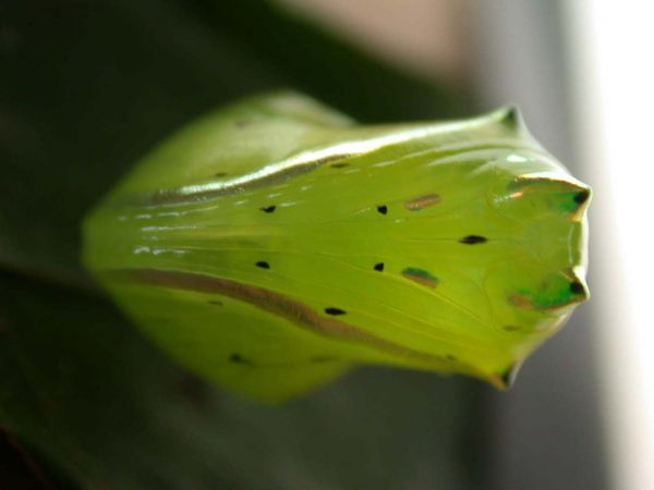 Greta alphesiboea pupa, KRW-62-2
