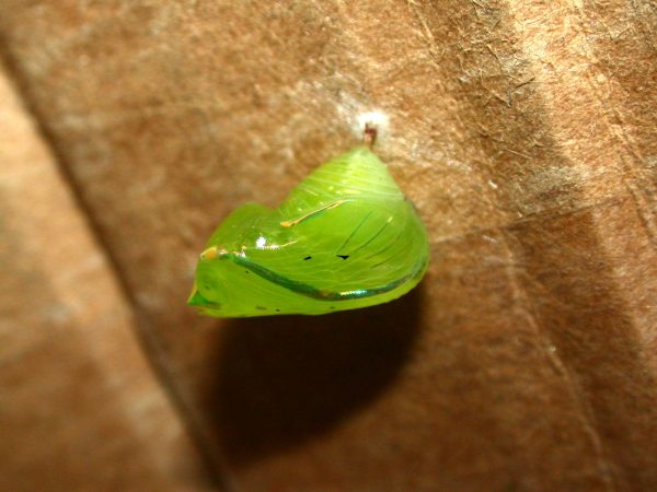 Greta alphesiboea pupa, KRW-62